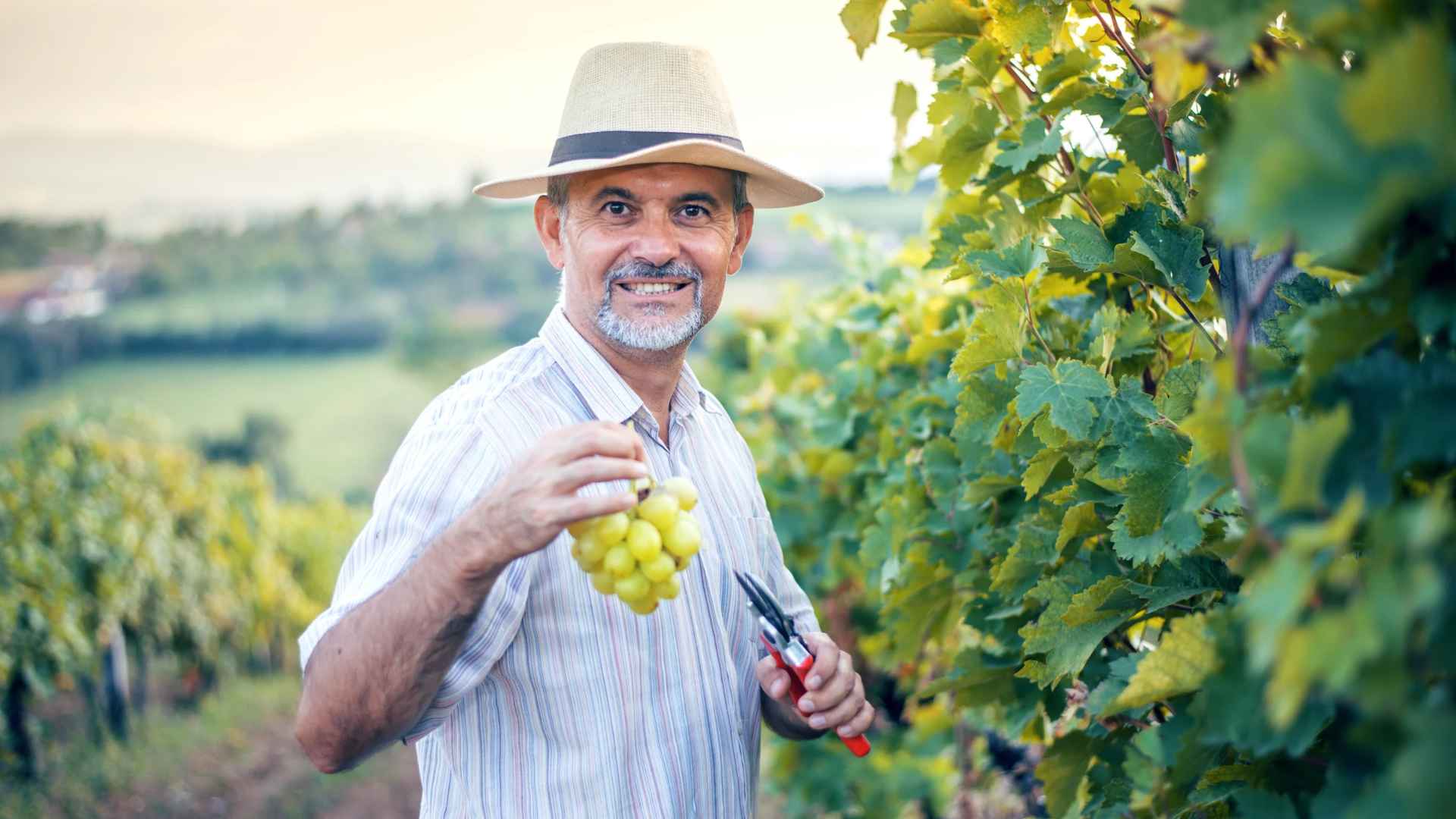 L'industrie du vin US en 2026 : pourquoi le « business as usual » est mort (et qui gagne quand même)